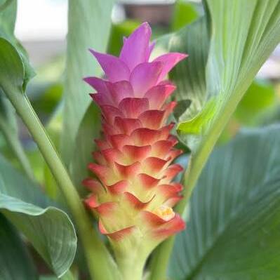 Tropical Possibilities: A Guide to Growing Tropical Plants - logo
